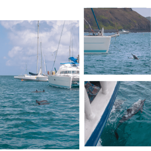 Dhow Cruise Tour and Musandam Tour - Dolphin Musandam Tours