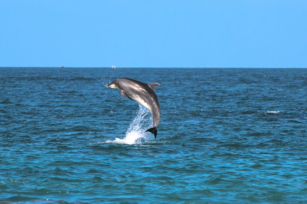 playful dolphin